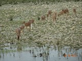 Spotted deer