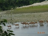 Spotted deer