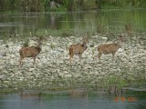 Spotted deer