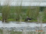 Grey headed fish eagle