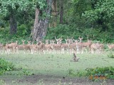 Spotted deer