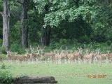 Spotted deer