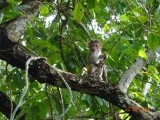 Baby monkey!