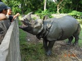 Het neushoorn weesje