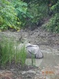Dan toch echt in het wild gespot!!!