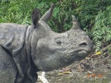 One-horned rhino