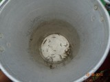 En dit is de opbrengst...