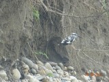 Pied kingfisher