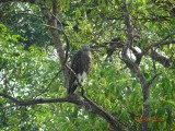 Ik denk de 'grey headed fish eagle', maar ben niet zeker...