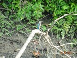 Kingfisher! Wat een mooi vogeltje :)