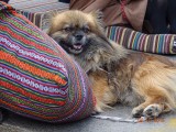 Doggie :)
