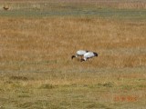 Black headed ibis