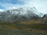 Yaks en besneeuwde bergtoppen