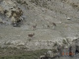 Blauwschaap
