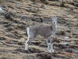 Blauwschaap
