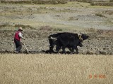 Ploegen met yaks
