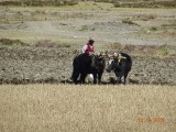 Ploegen met yaks