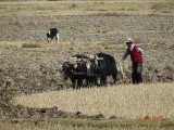 Ploegen met yaks