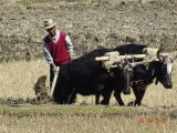Ploegen met yaks