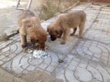 Puppy's eten geven