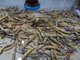 Caterpillar fungus: schimmel parasiteert de larve van een mot en dood deze - gebruikt als medicijn!
