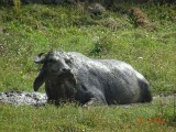 Waterbuffel :)