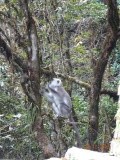 Langur...hij is me net te snel af...