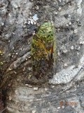 Cicade