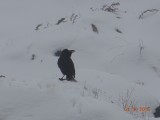 Birdie in de sneeuw