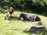 Wat een scheetjes zijn die waterbuffels <3
