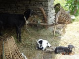 Baby geitjes