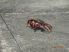 Sally crab