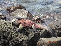Marine iguana