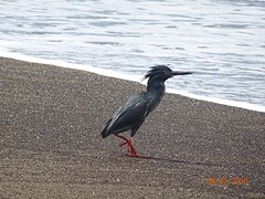 Lava herron