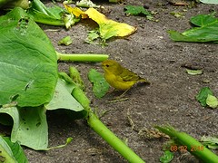 Yellow warbler