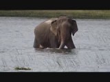 Olifant in Wilpattu NP