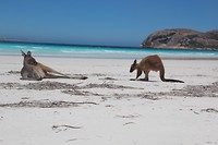 Kangoeroe