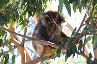 Koala1