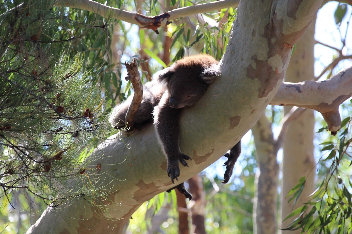 Koala2