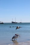 Albatros+dolfijnen
