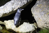 Pinguins