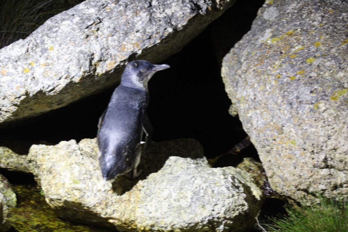 Pinguins