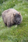 Wombat