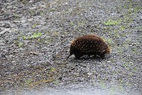 Echidna