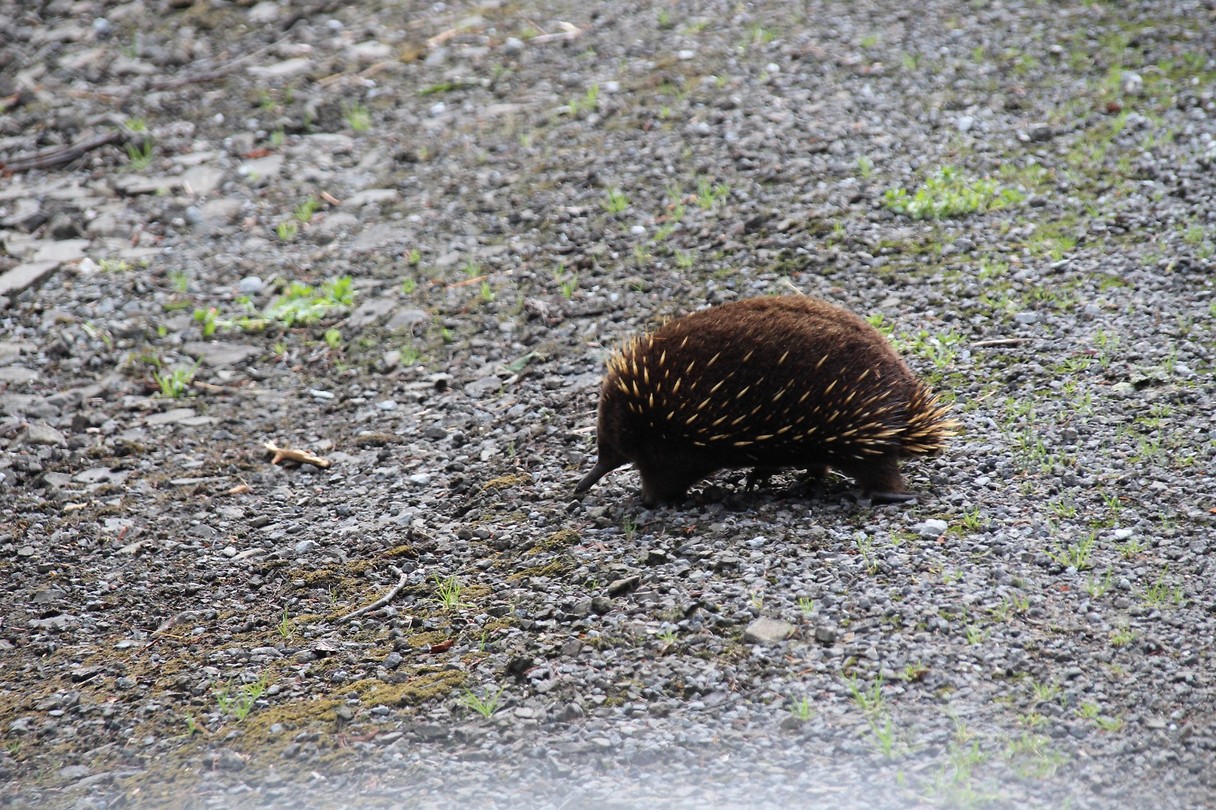 Echidna