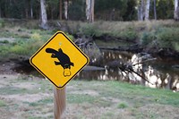 Platypus1