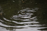 Platypus2
