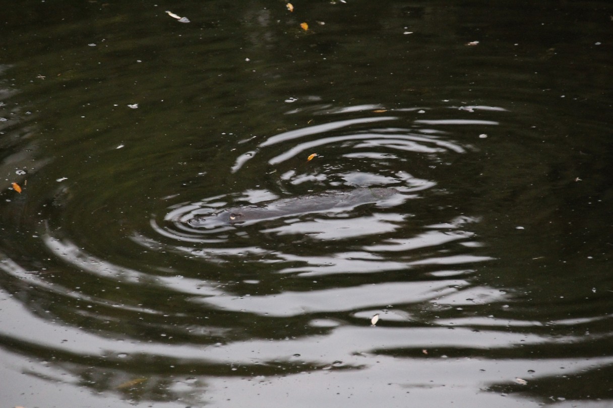 Platypus2