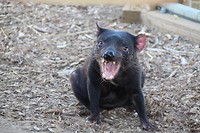 Tasmanian devil1