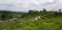 Rijstvelden Jatiluwih